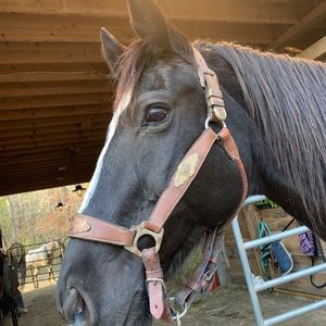 Show halter